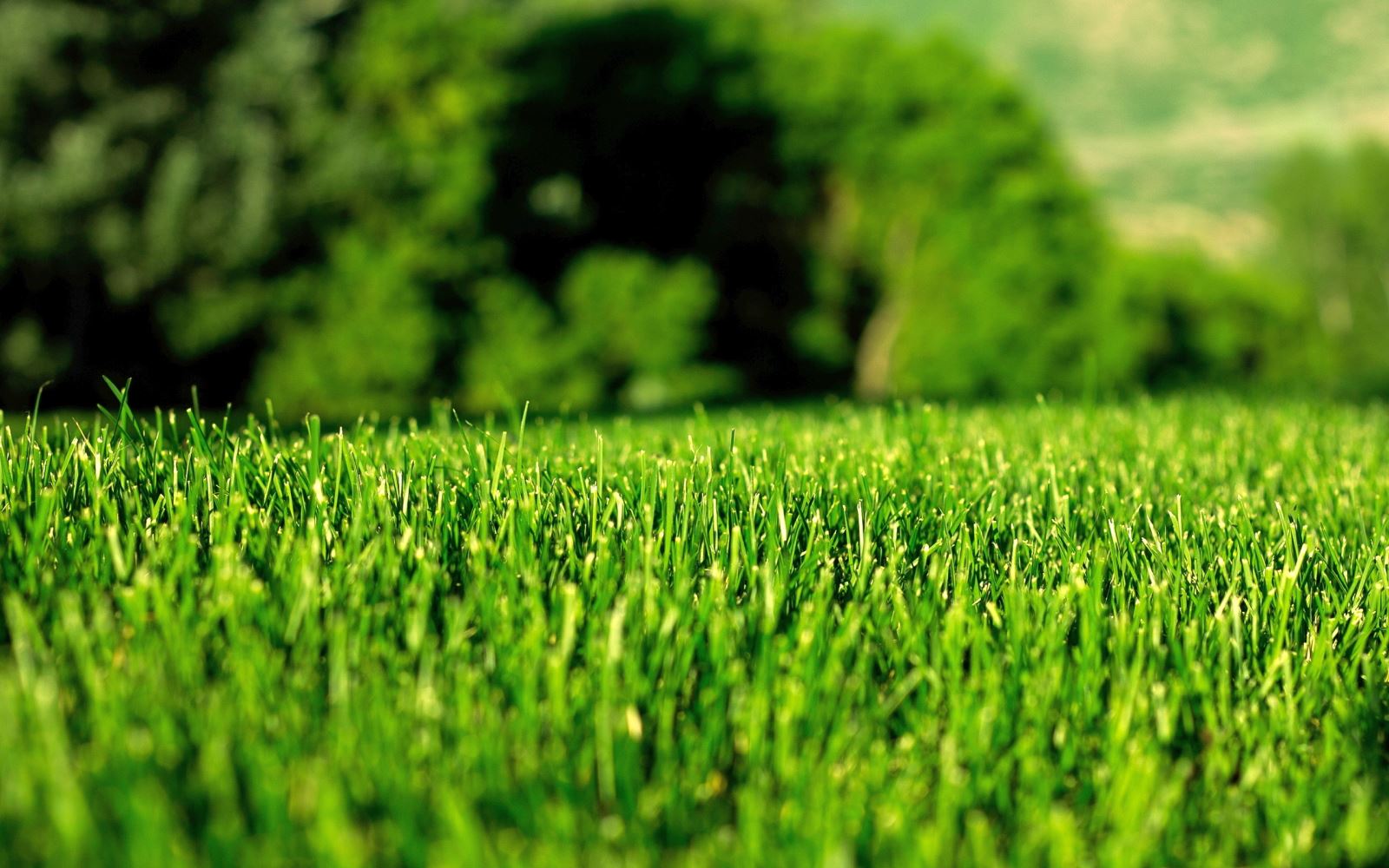 Look after your lawn in the summer